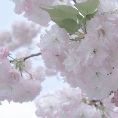 驻马店福瑞交流群